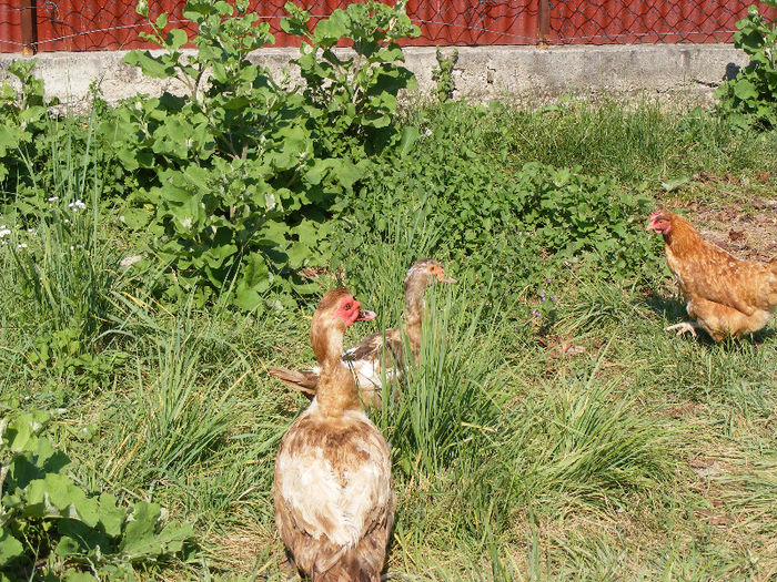 inainte de napirlire