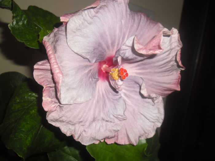 Tahitian Lavander Frolic - Hibiscus 2013 -1