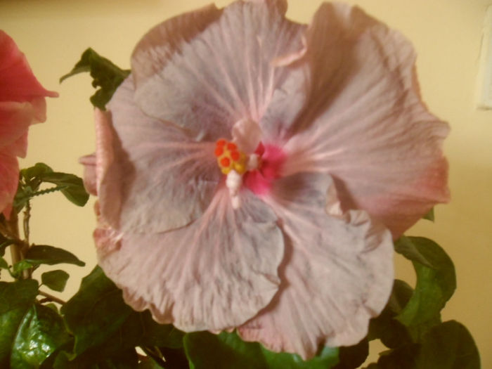 Tahitian Lavander Frolic - Hibiscus 2013-2