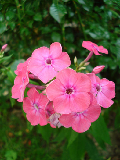 Phlox paniculata roz