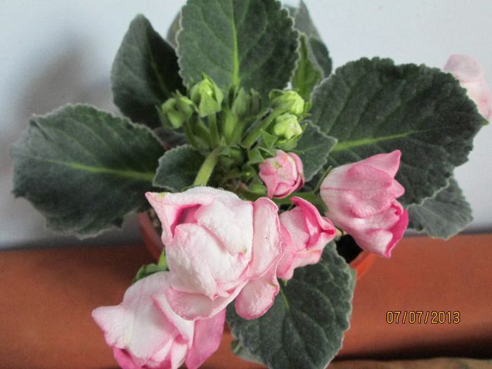 IMG_0011 - Florile mele in iulie