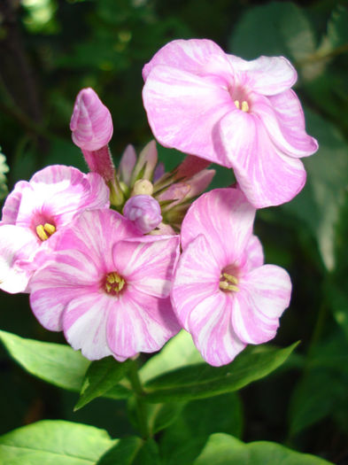 07.07.2013 Phlox paniculata Picasso