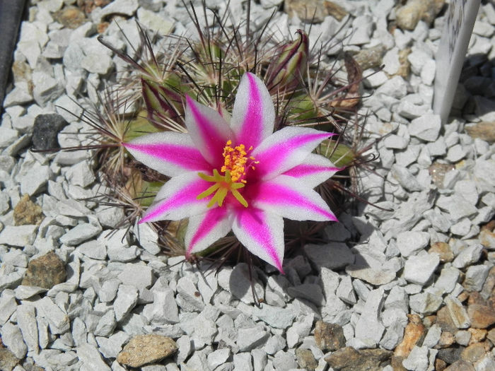 Mammillaria blossfeldiana - cactusi 2013