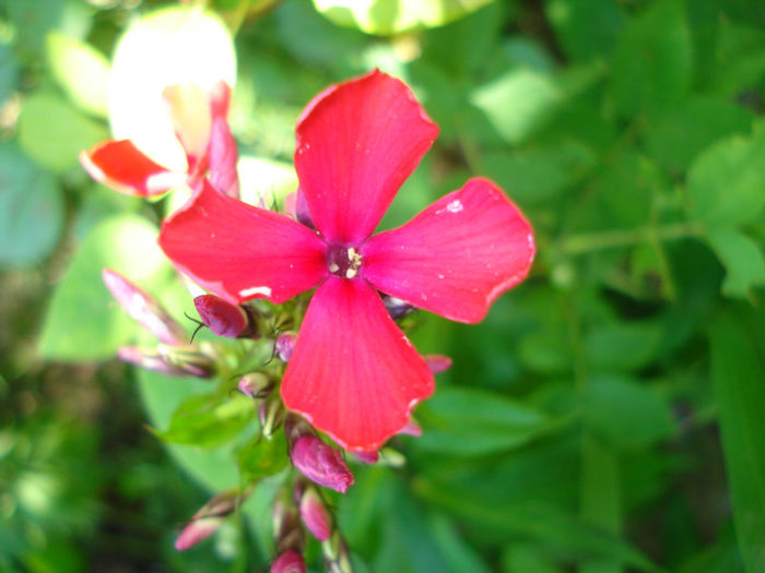 Phlox paniculata rosu