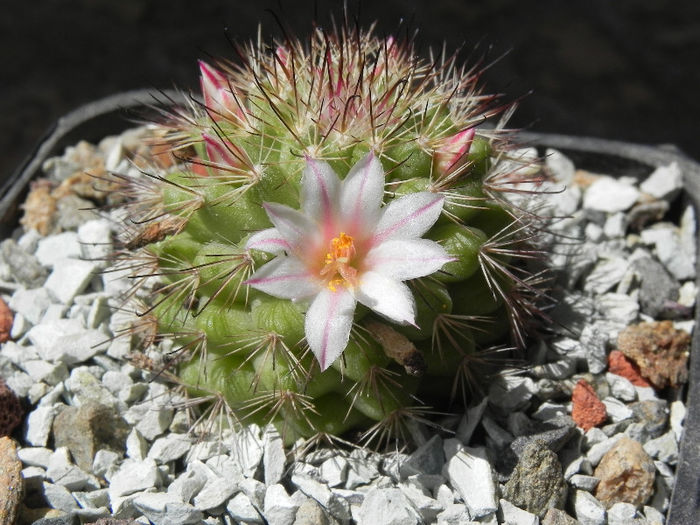 Mammillaria goodridgii v rectispina - cactusi 2013