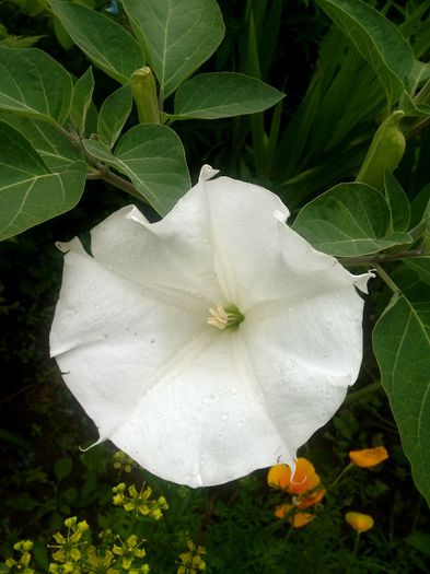 DATURA PERENA