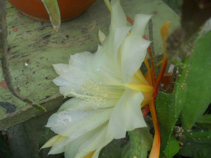DSCN4546