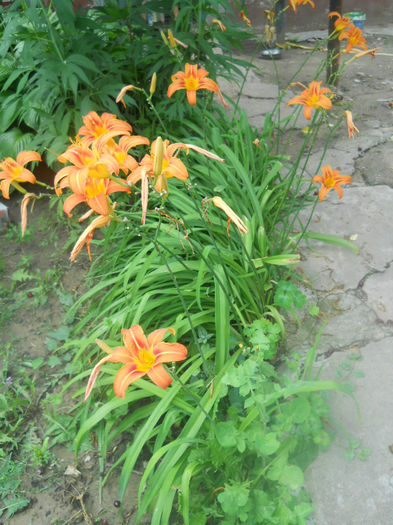 DSCN4547