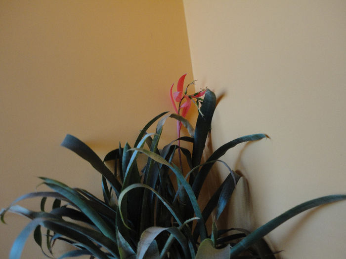 Billbergia - Alte plante