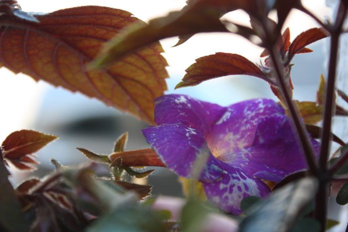 IMG_9653 - Flori Iulie