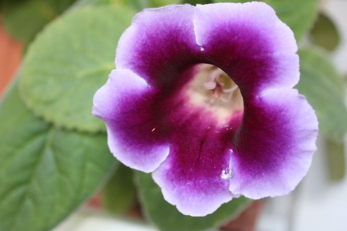 IMG_9655 - Flori Iulie