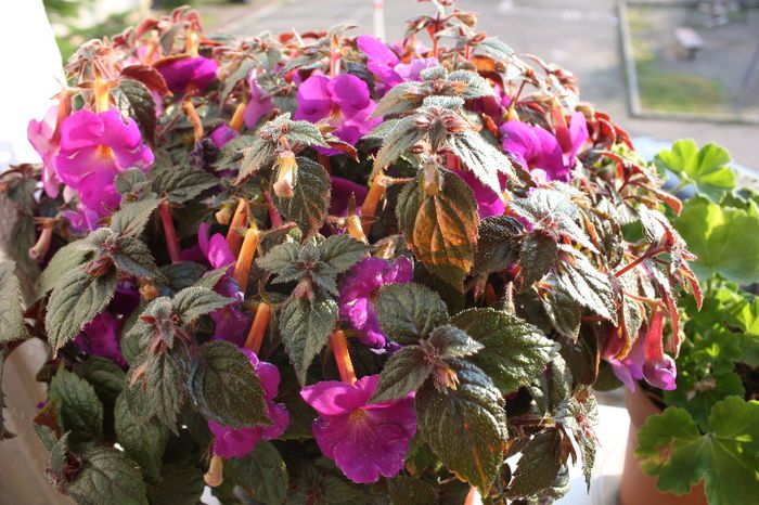 IMG_9657 - Flori Iulie