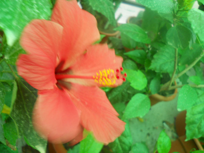 DSCN4550