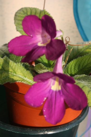 IMG_9666 - Flori Iulie