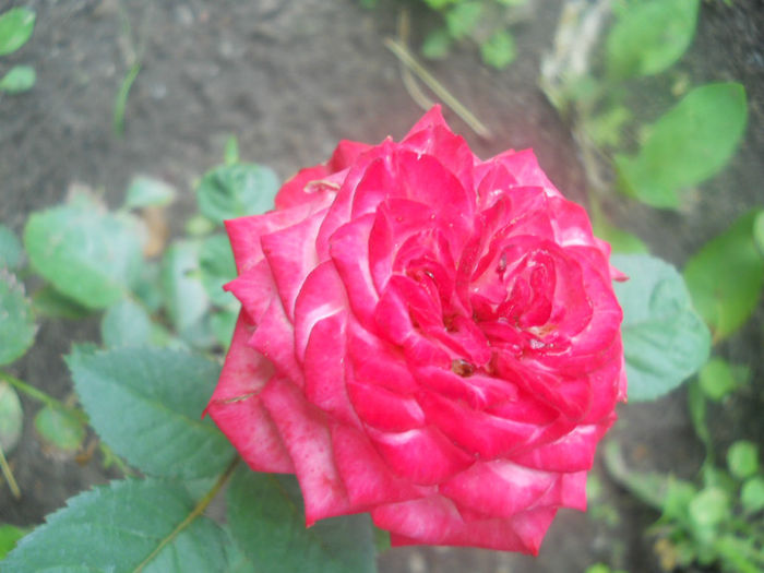DSCN4551