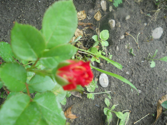 DSCN4552