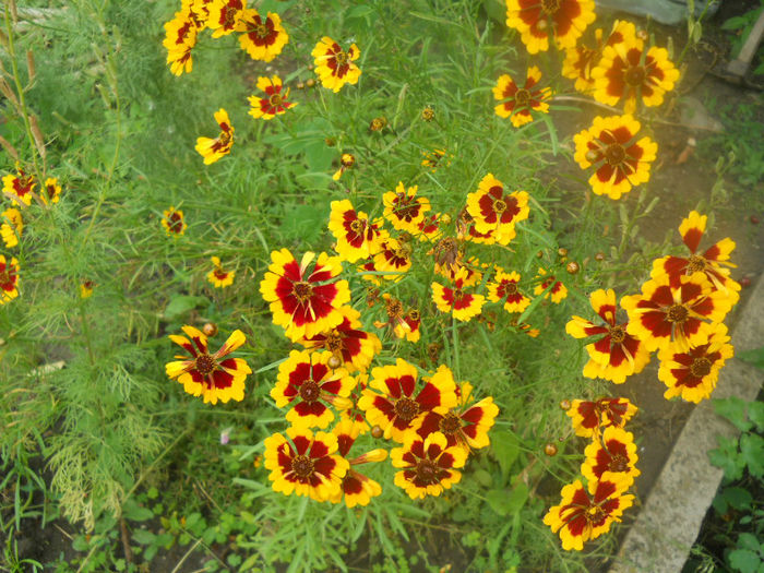 DSCN4553