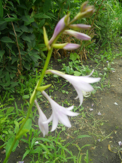DSCN4556