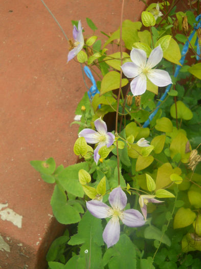 DSCN4561