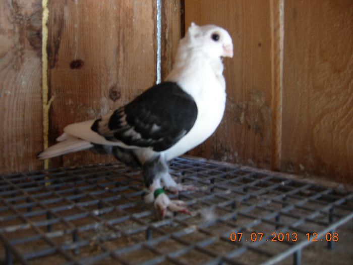 DSCN4146 - PUISORI 2013