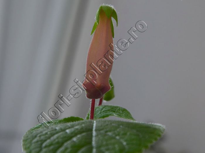 Sinningia EW s Pink Pearl - GLOXINIA _ SINNINGIA__NEWS 2013