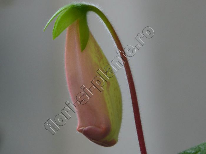 Sinningia EW s Pink Pearl - GLOXINIA _ SINNINGIA__NEWS 2013