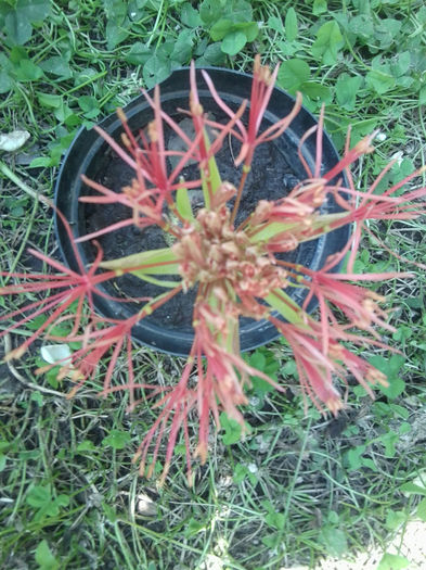 scadoxus multiflorus