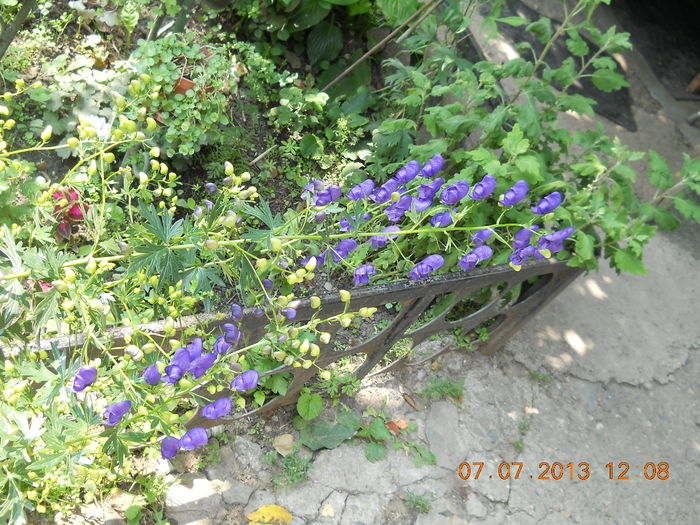 128 - FLORI DIN GRADINA MAMEI MELE