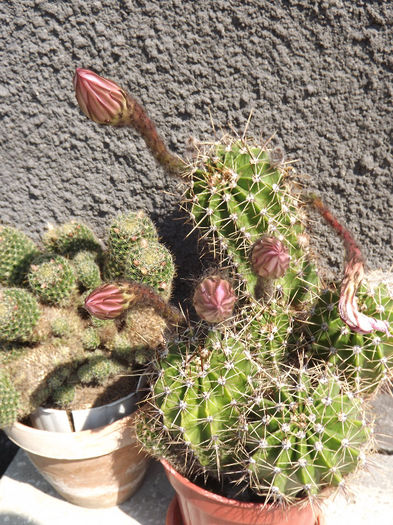 DSCF0212 - cactusi
