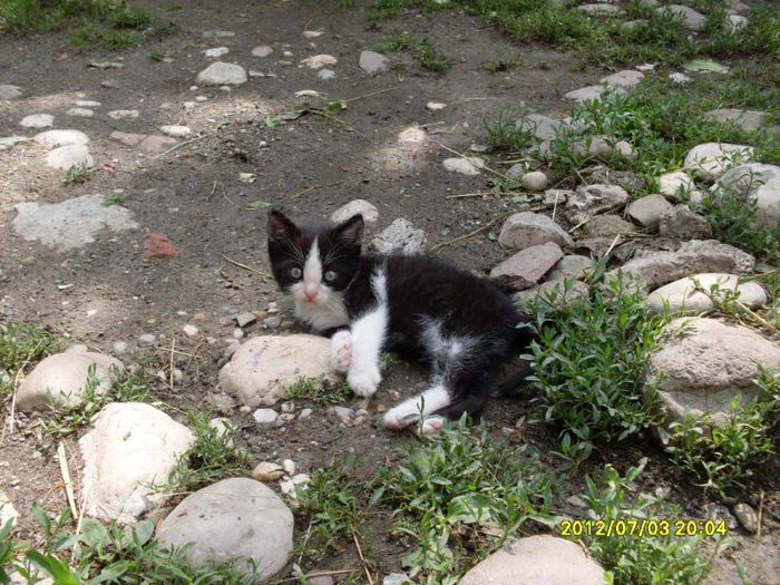 te-am intrebat ce vrei? - niste animalute