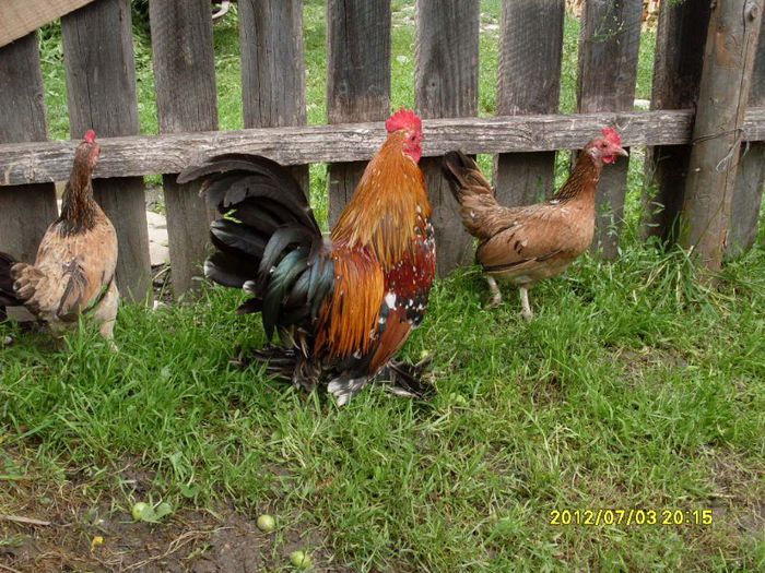 cu fetele mele - niste animalute