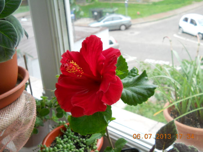 067 - HIBISCUS 2013