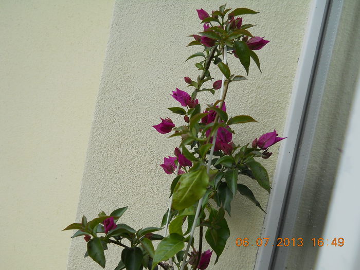 042 - BOUGAINVILLEA 2013