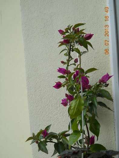 043 - BOUGAINVILLEA 2013