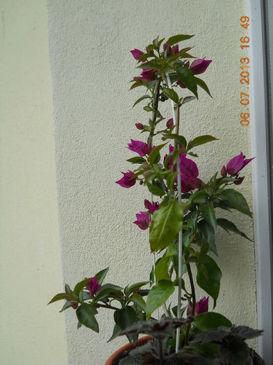 044 - BOUGAINVILLEA 2013