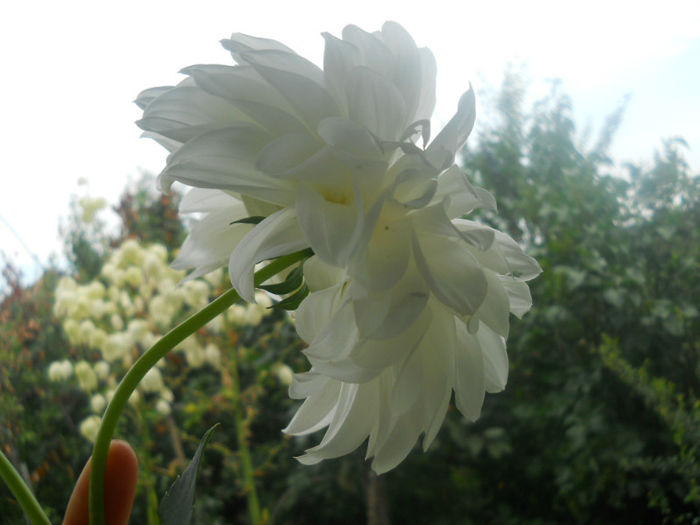DSCN4566