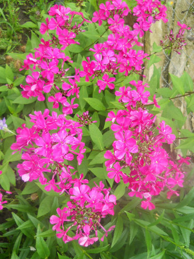DSCN4576