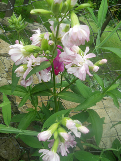 DSCN4578