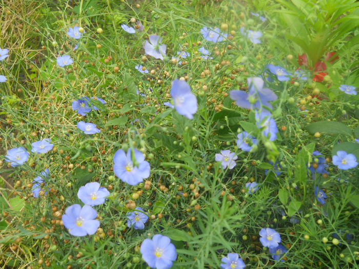 DSCN4589
