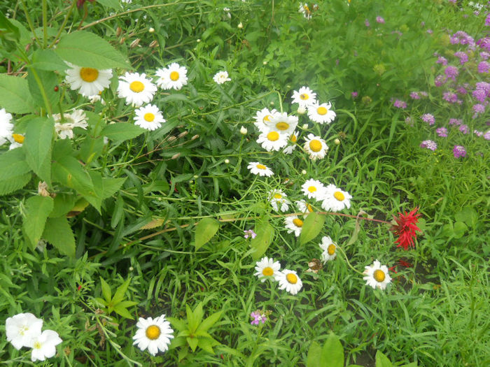 DSCN4594