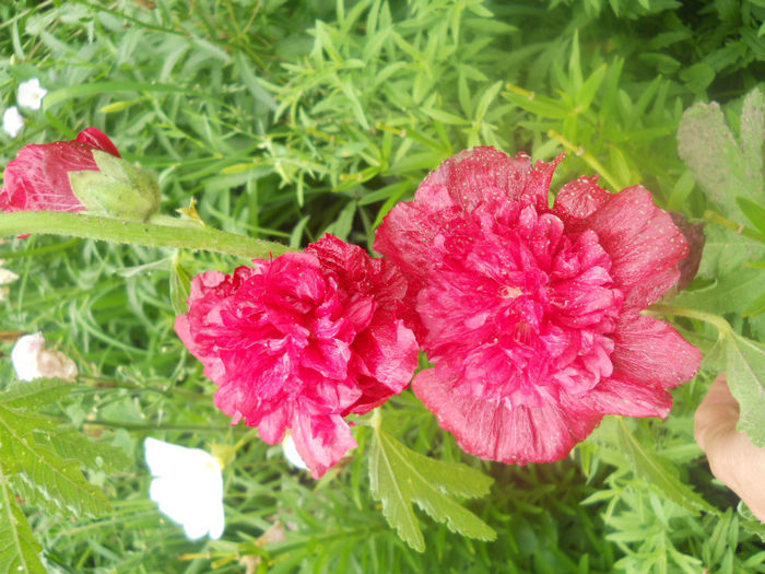 DSCN4595