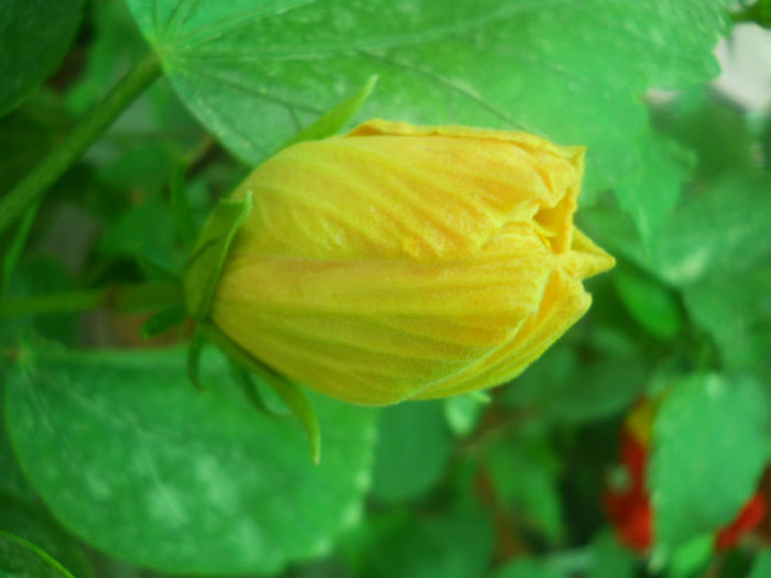 DSCN4602