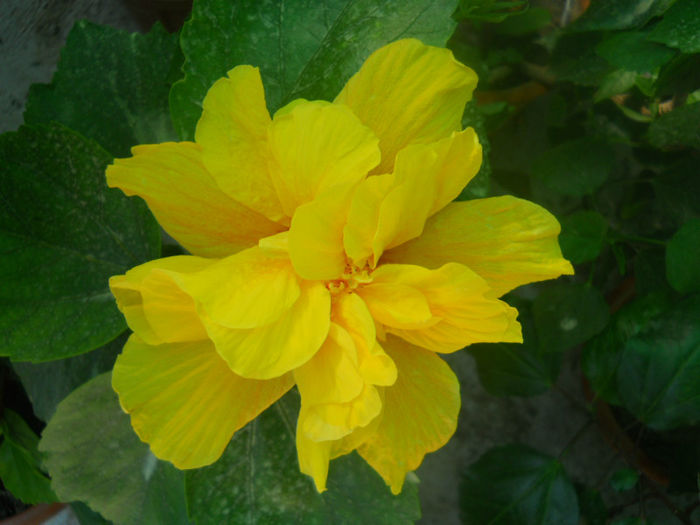 DSCN4605