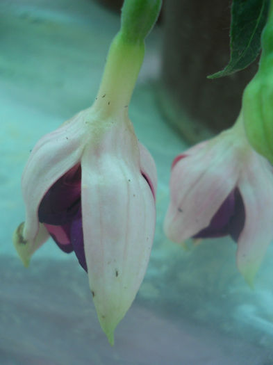 DSCN4604