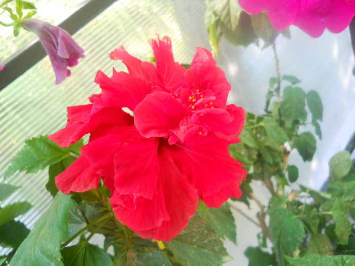 DSCN4608