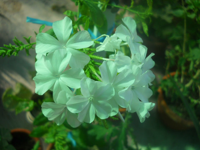 DSCN4610
