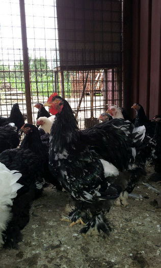 20130707_1758441139030407