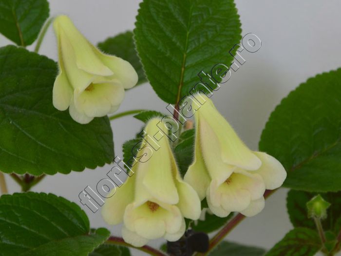 Sinningia An s Nyx - GLOXINIA _ SINNINGIA__NEWS 2013