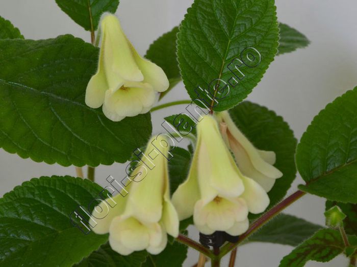 Sinningia An s Nyx - GLOXINIA _ SINNINGIA__NEWS 2013