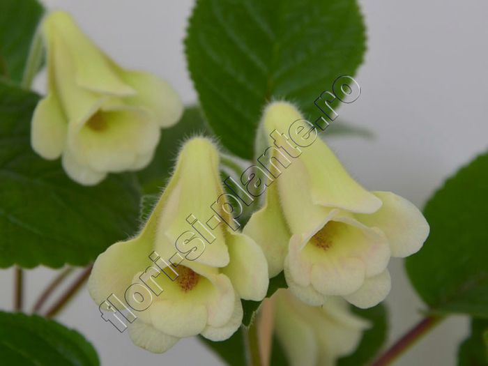 Sinningia An s Nyx - GLOXINIA _ SINNINGIA__NEWS 2013